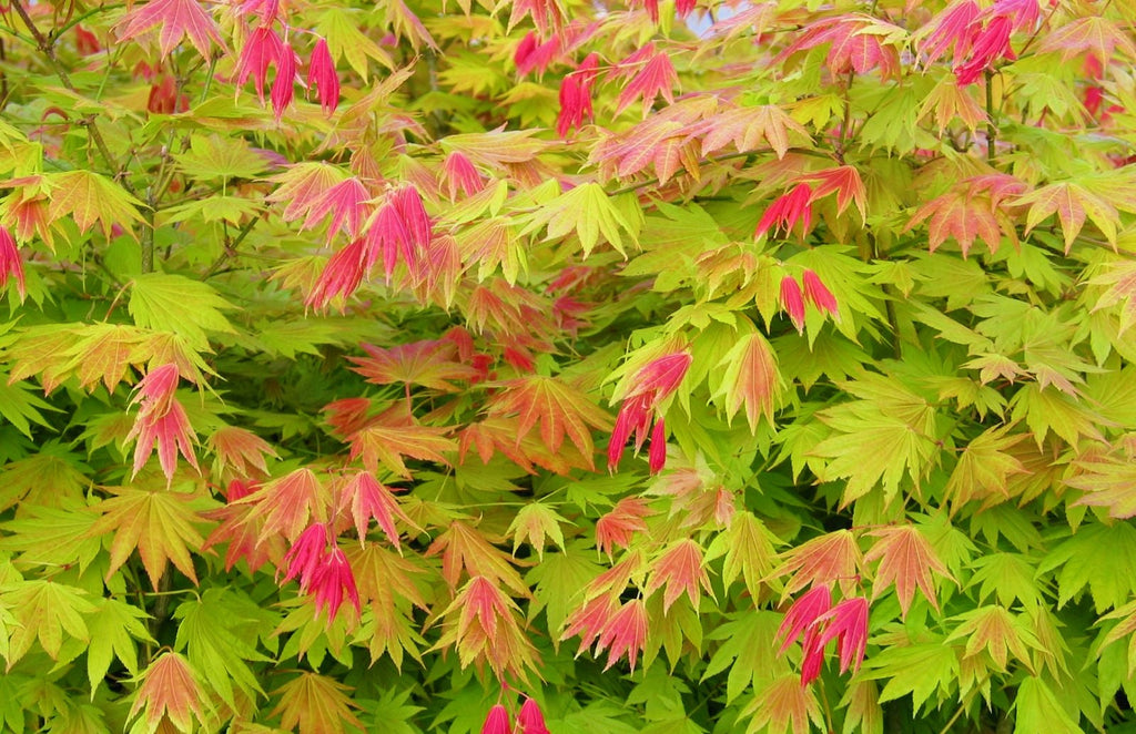 Erable Du Japon Acer 'Moonrise' - Ø 19 Cm / ↕ 50-60 Cm - Plantes D'Extérieur New Plantes D'Extérieur Perfect Plant