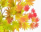 Erable Du Japon Acer 'Moonrise' - Ø 19 Cm / ↕ 50-60 Cm - Plantes D'Extérieur New Plantes D'Extérieur Perfect Plant