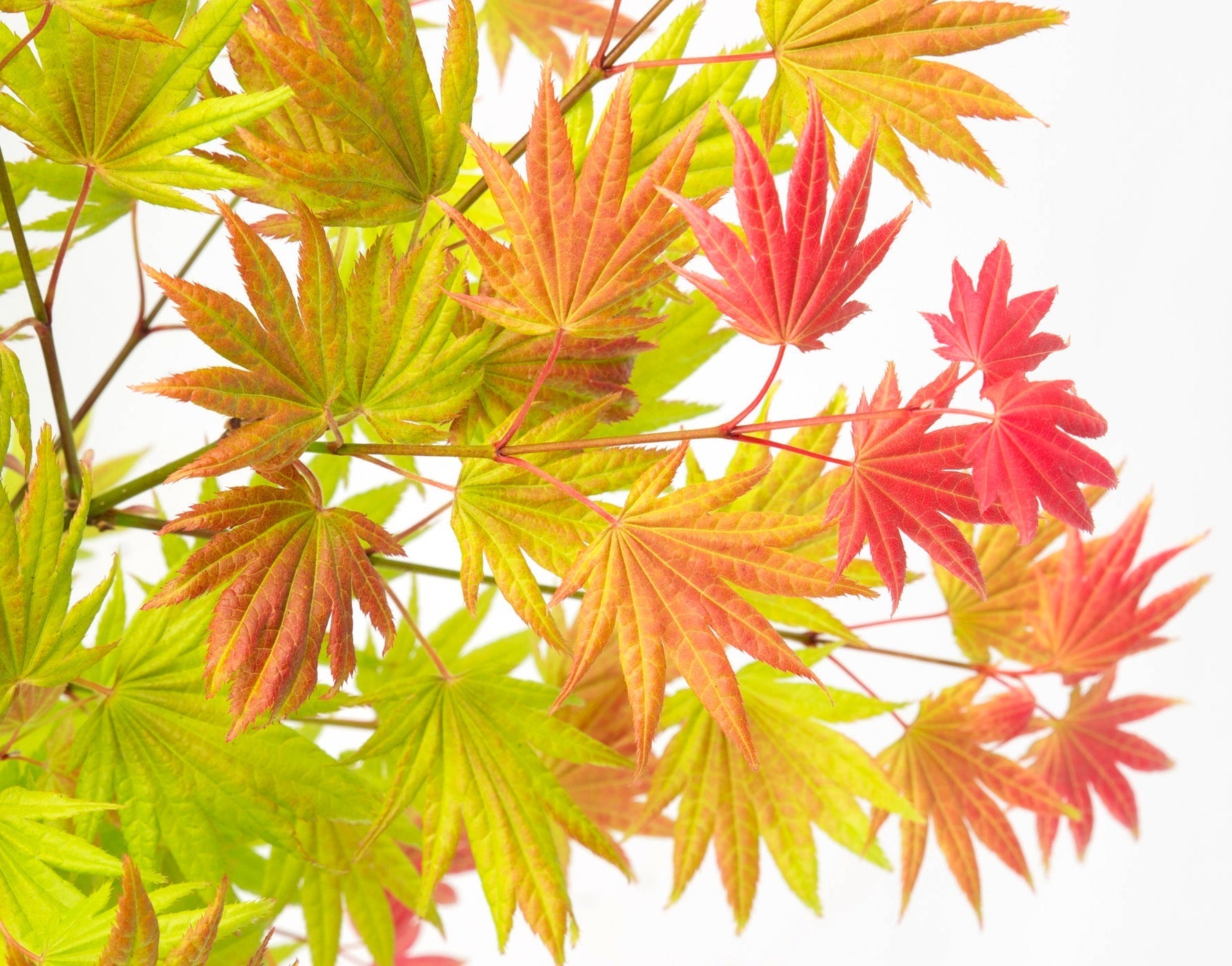 Erable Du Japon Acer 'Moonrise' - Ø 19 Cm / ↕ 50-60 Cm - Plantes D'Extérieur New Plantes D'Extérieur Perfect Plant