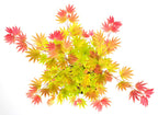 Erable Du Japon Acer 'Moonrise' - Ø 19 Cm / ↕ 50-60 Cm - Plantes D'Extérieur New Plantes D'Extérieur Perfect Plant