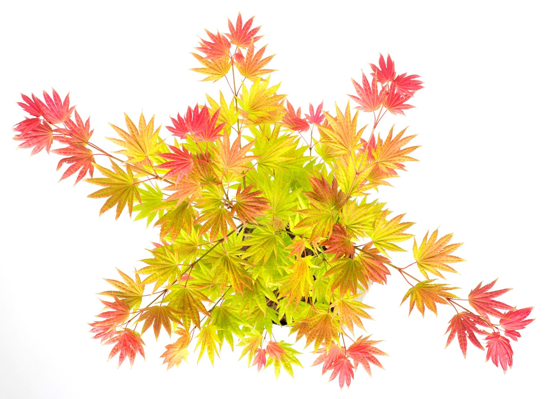 Erable Du Japon Acer 'Moonrise' - Ø 19 Cm / ↕ 50-60 Cm - Plantes D'Extérieur New Plantes D'Extérieur Perfect Plant