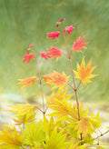 Erable Du Japon Acer 'Moonrise' - Ø 19 Cm / ↕ 50-60 Cm - Plantes D'Extérieur New Plantes D'Extérieur Perfect Plant