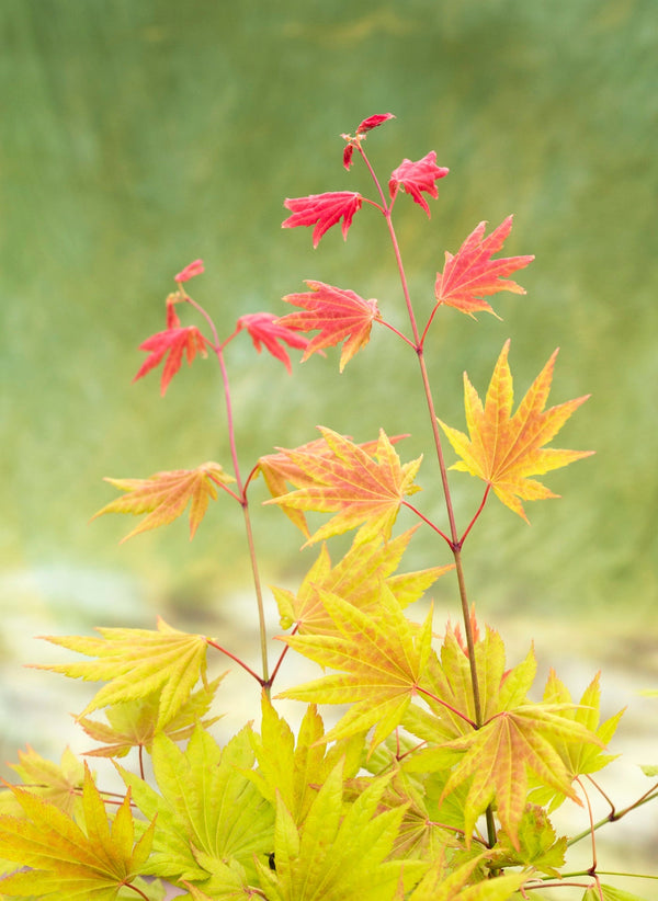 Erable Du Japon Acer 'Moonrise' - Ø 19 Cm / ↕ 50-60 Cm - Plantes D'Extérieur New Plantes D'Extérieur Perfect Plant