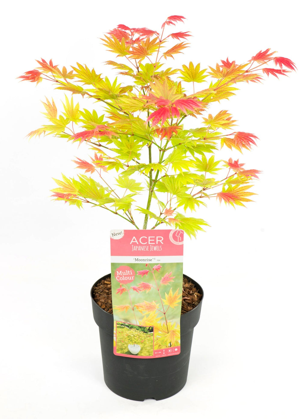 Erable Du Japon Acer 'Moonrise' - Ø 19 Cm / ↕ 50-60 Cm - Plantes D'Extérieur New Plantes D'Extérieur Perfect Plant