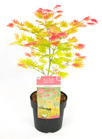 Erable Du Japon Acer 'Moonrise' - Ø 19 Cm / ↕ 50-60 Cm - Plantes D'Extérieur New Plantes D'Extérieur Perfect Plant
