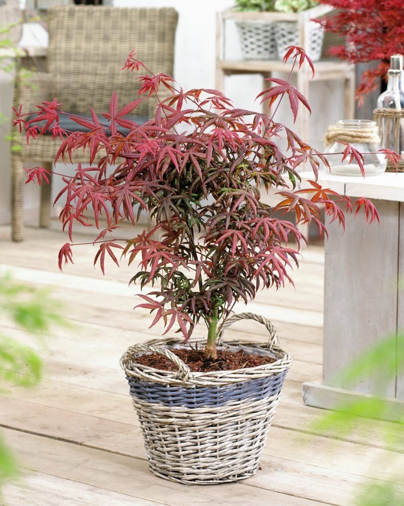 Erable Du Japon Acer 'Starfish' - Ø 19 Cm / ↕ 50-60 Cm - Plantes D'Extérieur New Plantes D'Extérieur Perfect Plant