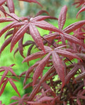 Erable Du Japon Acer 'Starfish' - Ø 19 Cm / ↕ 50-60 Cm - Plantes D'Extérieur New Plantes D'Extérieur Perfect Plant
