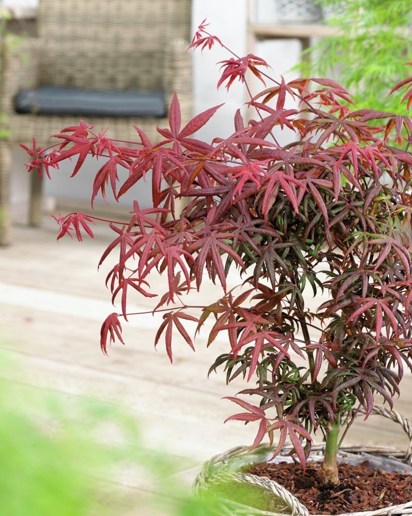 Erable Du Japon Acer 'Starfish' - Ø 19 Cm / ↕ 50-60 Cm - Plantes D'Extérieur New Plantes D'Extérieur Perfect Plant