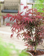 Erable Du Japon Acer 'Starfish' - Ø 19 Cm / ↕ 50-60 Cm - Plantes D'Extérieur New Plantes D'Extérieur Perfect Plant