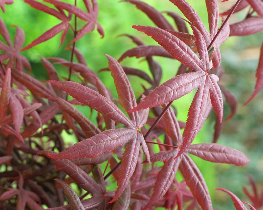 Erable Du Japon Acer 'Starfish' - Ø 19 Cm / ↕ 50-60 Cm - Plantes D'Extérieur New Plantes D'Extérieur Perfect Plant