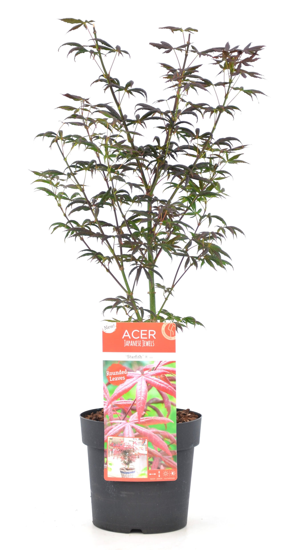 Erable Du Japon Acer 'Starfish' - Ø 19 Cm / ↕ 50-60 Cm - Plantes D'Extérieur New Plantes D'Extérieur Perfect Plant