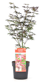 Erable Du Japon Acer 'Starfish' - Ø 19 Cm / ↕ 50-60 Cm - Plantes D'Extérieur New Plantes D'Extérieur Perfect Plant