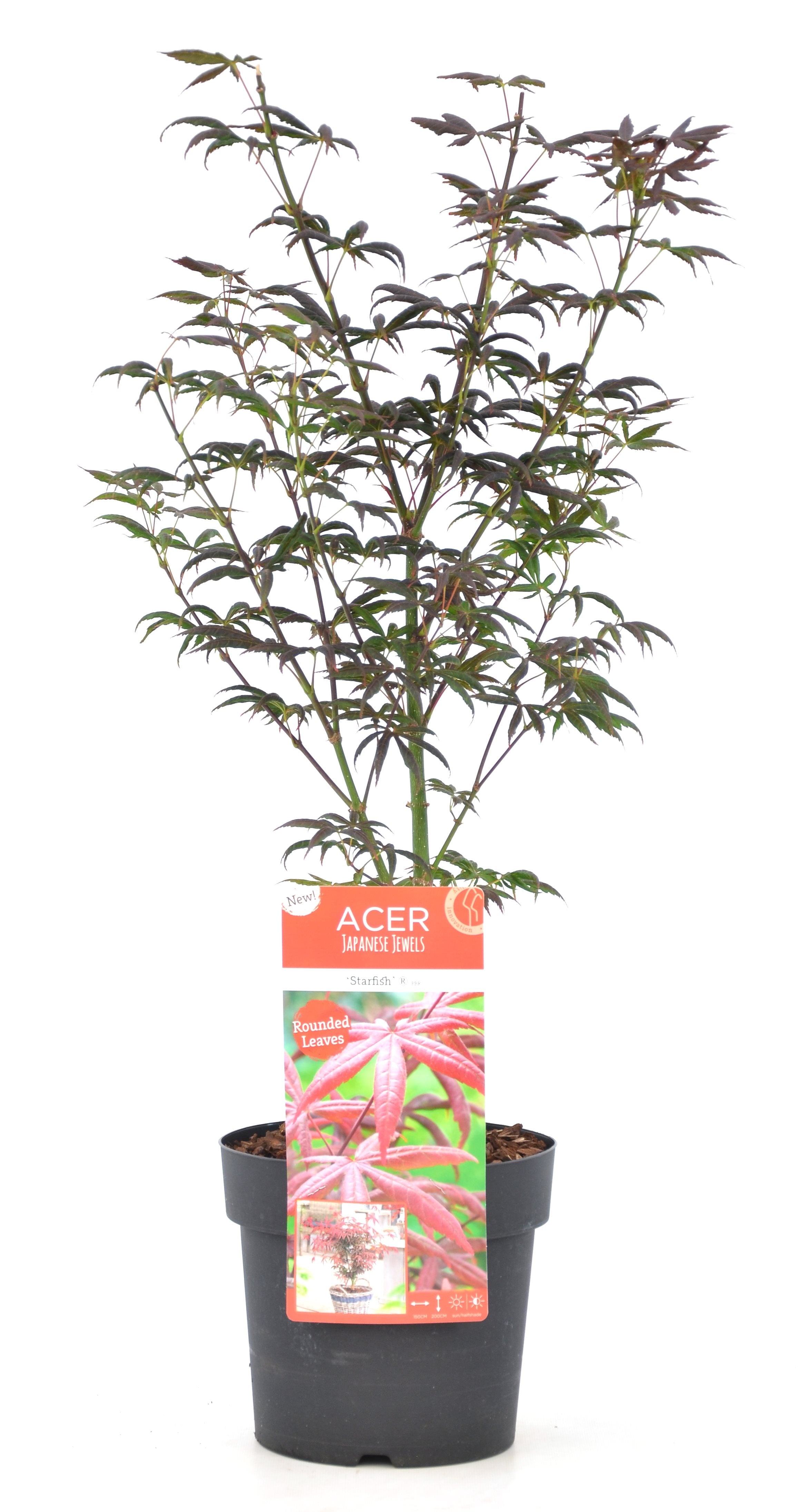 Erable Du Japon Acer 'Starfish' - Ø 19 Cm / ↕ 50-60 Cm - Plantes D'Extérieur New Plantes D'Extérieur Perfect Plant