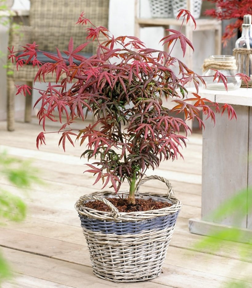 Erable Du Japon Acer 'Starfish' - Ø 19 Cm / ↕ 50-60 Cm - Plantes D'Extérieur New Plantes D'Extérieur Perfect Plant