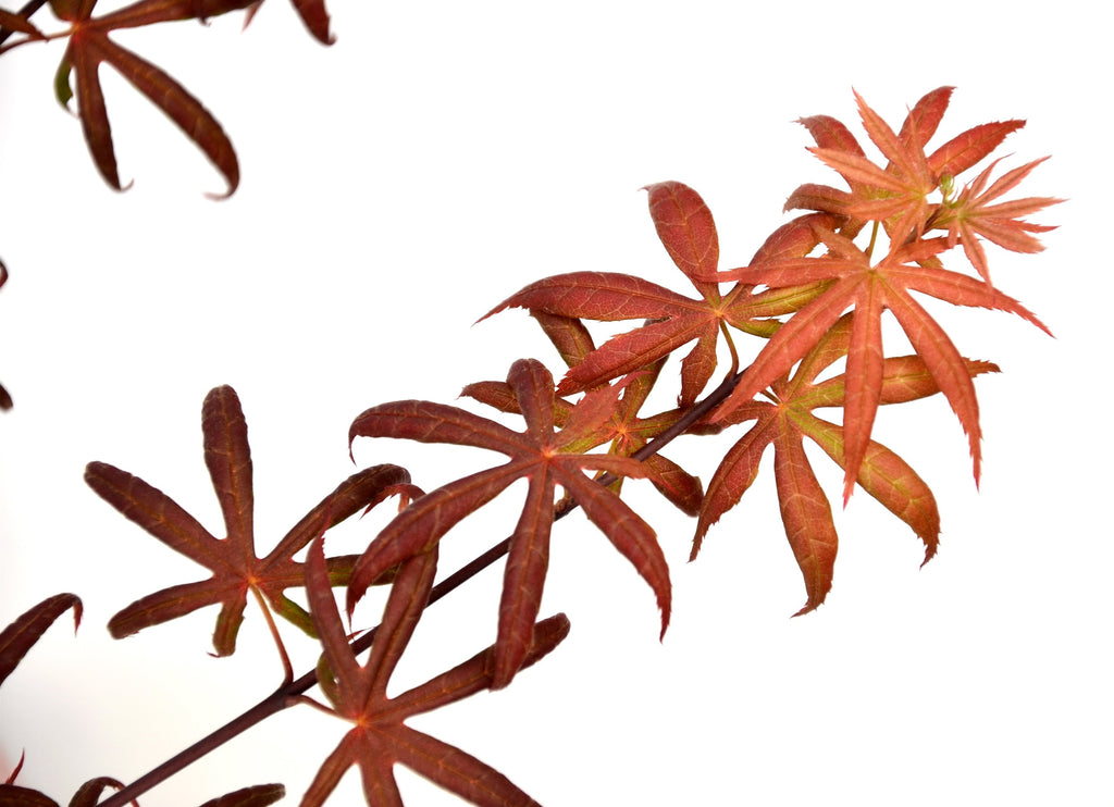 Erable Du Japon Acer 'Starfish' - Ø 19 Cm / ↕ 50-60 Cm - Plantes D'Extérieur New Plantes D'Extérieur Perfect Plant
