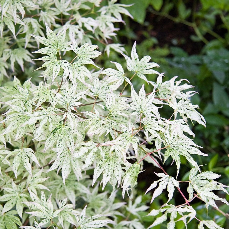 Érable japonais 'Ukigumo' - Ø 19 Cm / ↕ 50-60 Cm - Plantes D'Extérieur New Plantes D'Extérieur Perfect Plant
