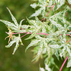Érable japonais 'Ukigumo' - Ø 19 Cm / ↕ 50-60 Cm - Plantes D'Extérieur New Plantes D'Extérieur Perfect Plant