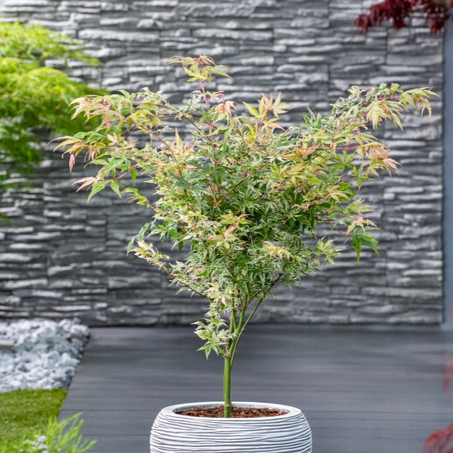 Érable japonais 'Ukigumo' - Ø 19 Cm / ↕ 50-60 Cm - Plantes D'Extérieur New Plantes D'Extérieur Perfect Plant