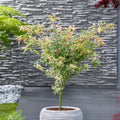 Érable japonais 'Ukigumo' - Ø 19 Cm / ↕ 50-60 Cm - Plantes D'Extérieur New Plantes D'Extérieur Perfect Plant