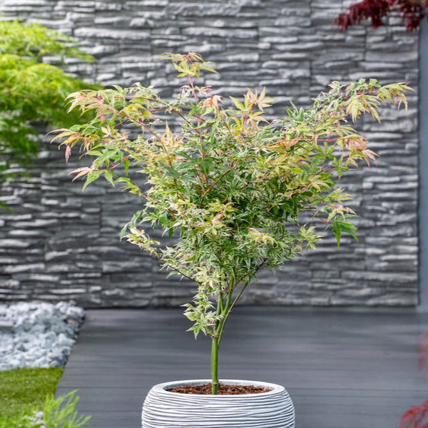 Érable japonais 'Ukigumo' - Ø 19 Cm / ↕ 50-60 Cm - Plantes D'Extérieur New Plantes D'Extérieur Perfect Plant