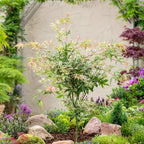 Érable japonais 'Ukigumo' - Ø 19 Cm / ↕ 50-60 Cm - Plantes D'Extérieur New Plantes D'Extérieur Perfect Plant