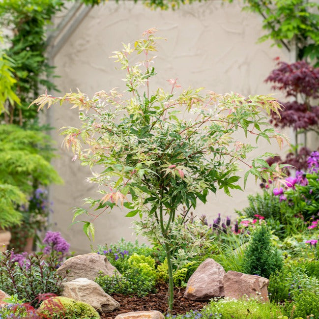 Érable japonais 'Ukigumo' - Ø 19 Cm / ↕ 50-60 Cm - Plantes D'Extérieur New Plantes D'Extérieur Perfect Plant