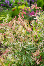 Érable japonais 'Ukigumo' - Ø 19 Cm / ↕ 50-60 Cm - Plantes D'Extérieur New Plantes D'Extérieur Perfect Plant