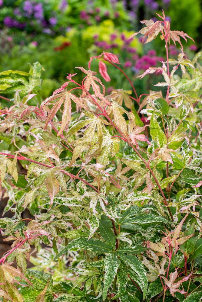Érable japonais 'Ukigumo' - Ø 19 Cm / ↕ 50-60 Cm - Plantes D'Extérieur New Plantes D'Extérieur Perfect Plant