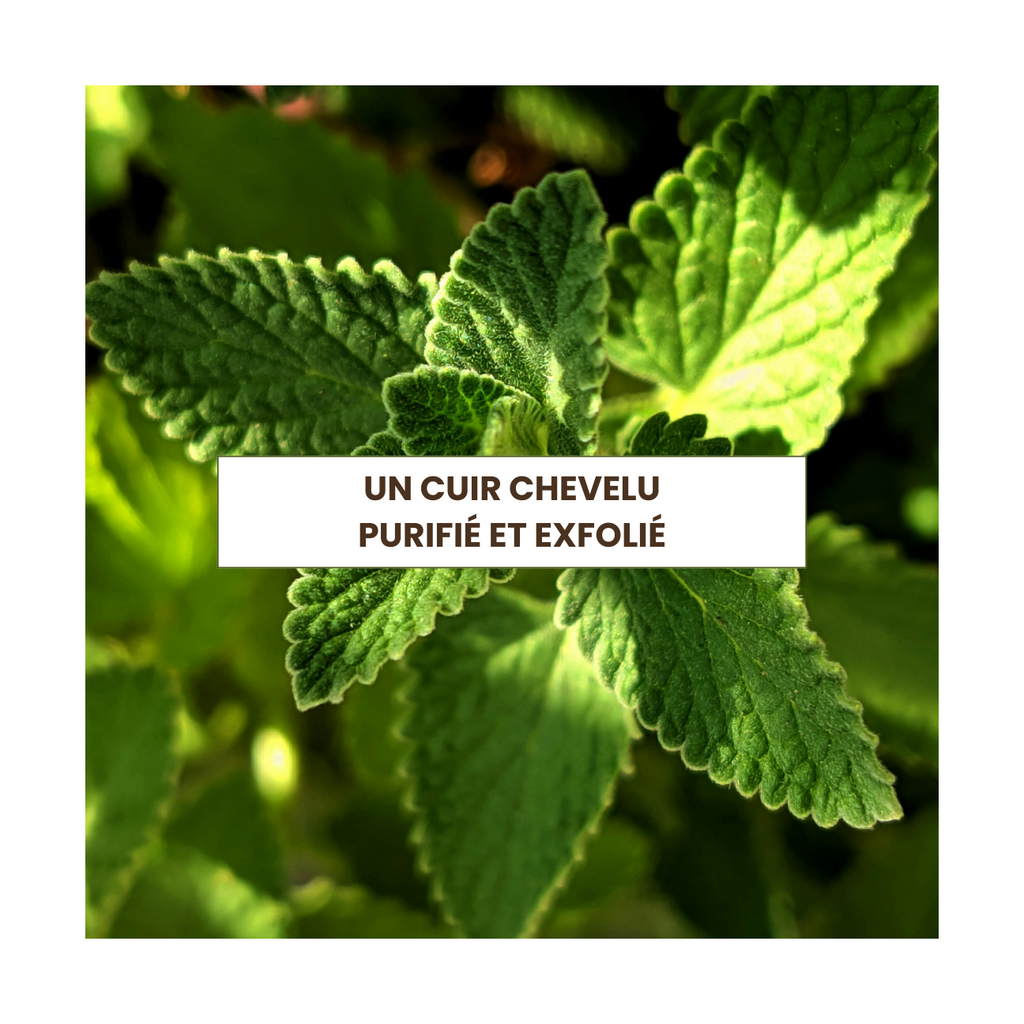 Gommage Du Cuir Chevelu - 200Ml