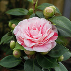 Lot De 2 Camélias Japonais Bonomiana - Plantes D'Extérieur - Perfect Plant - The Bradery