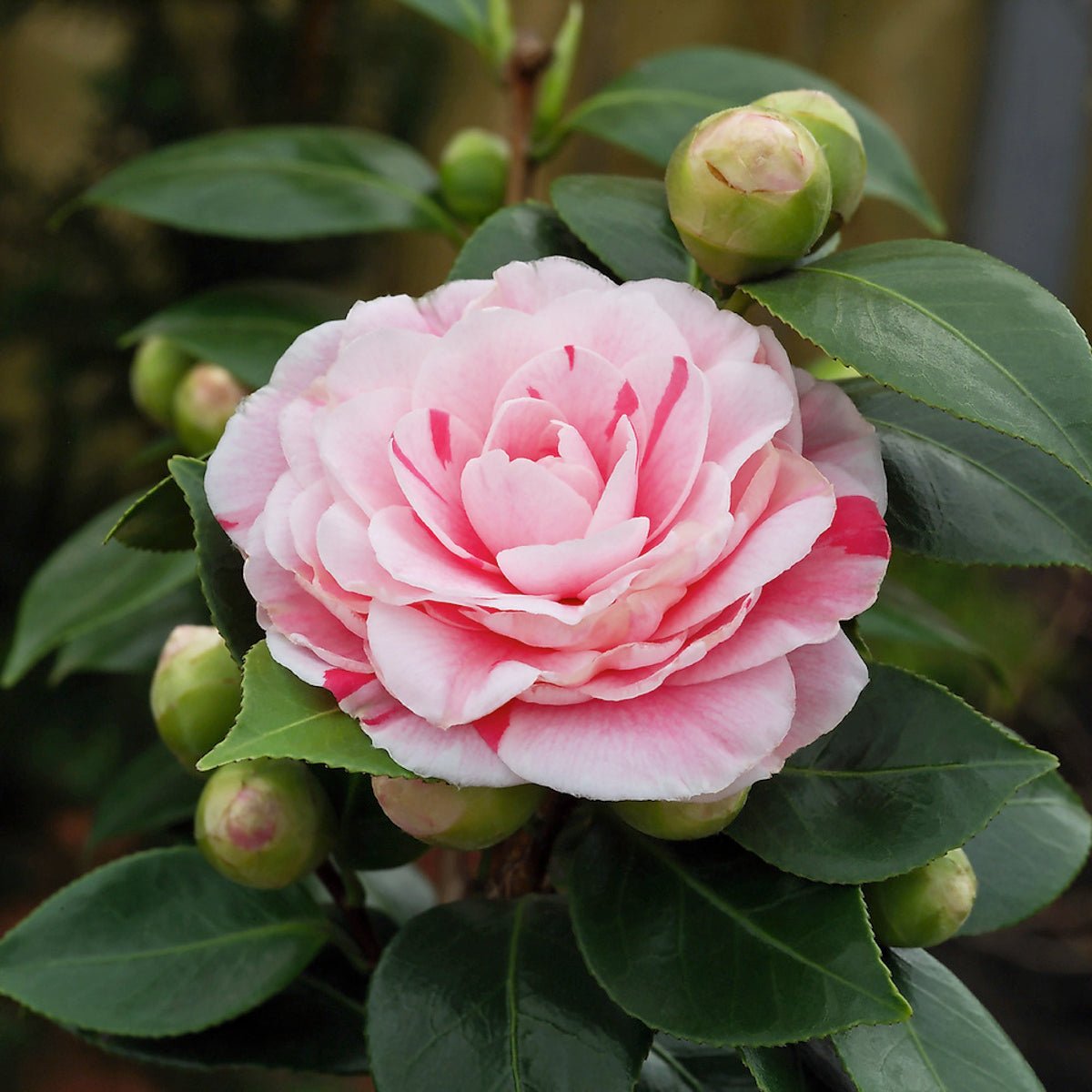 Lot De 2 Camélias Japonais Bonomiana - Plantes D'Extérieur - Perfect Plant - The Bradery