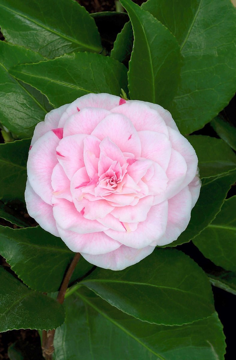 Lot De 2 Camélias Japonais Bonomiana - Plantes D'Extérieur - Perfect Plant - The Bradery