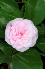 Lot De 2 Camélias Japonais Bonomiana - Plantes D'Extérieur - Perfect Plant - The Bradery