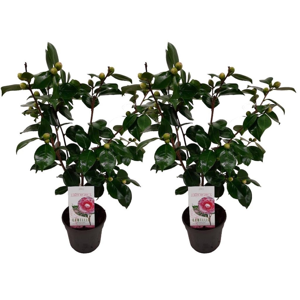Lot De 2 Camélias Japonais Bonomiana - Plantes D'Extérieur - Perfect Plant - The Bradery