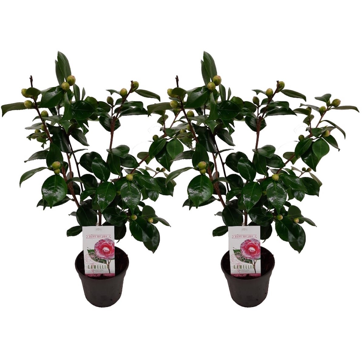 Lot De 2 Camélias Japonais Bonomiana - Plantes D'Extérieur - Perfect Plant - The Bradery