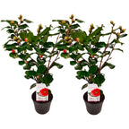 Lot De 2 Camélias Japonais Dr. King - Plantes D'Extérieur - Perfect Plant - The Bradery