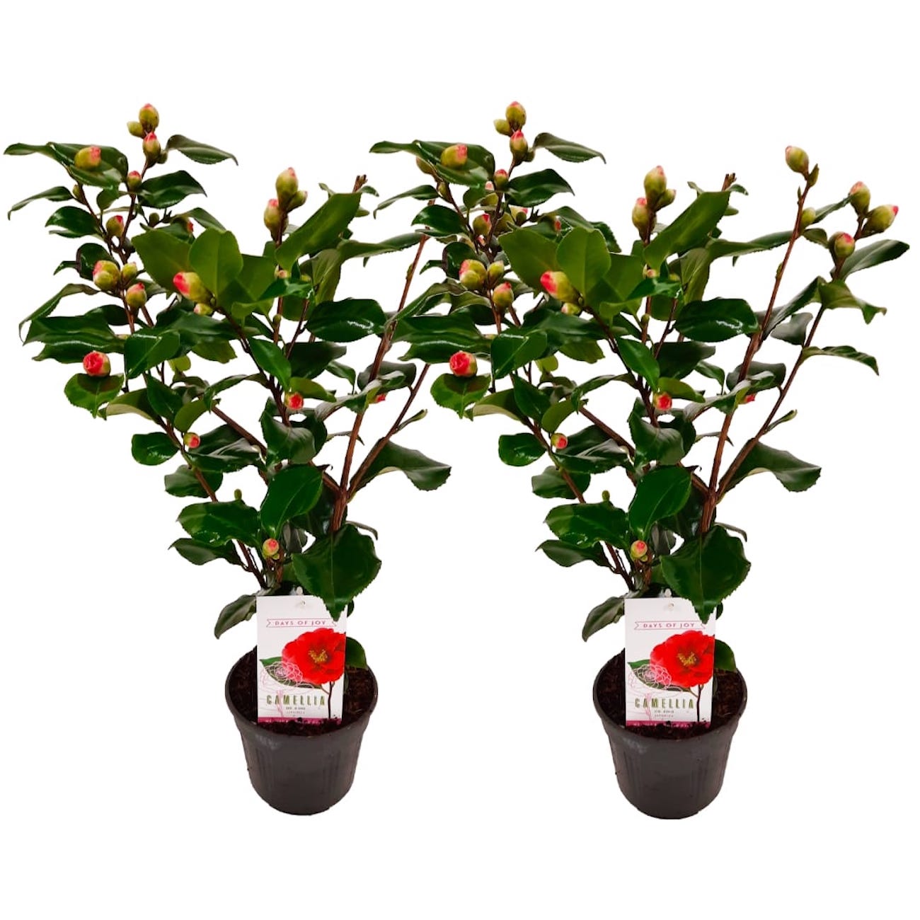 Lot De 2 Camélias Japonais Dr. King - Plantes D'Extérieur - Perfect Plant - The Bradery