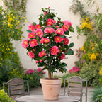Lot De 2 Camélias Japonais Dr. King - Plantes D'Extérieur - Perfect Plant - The Bradery