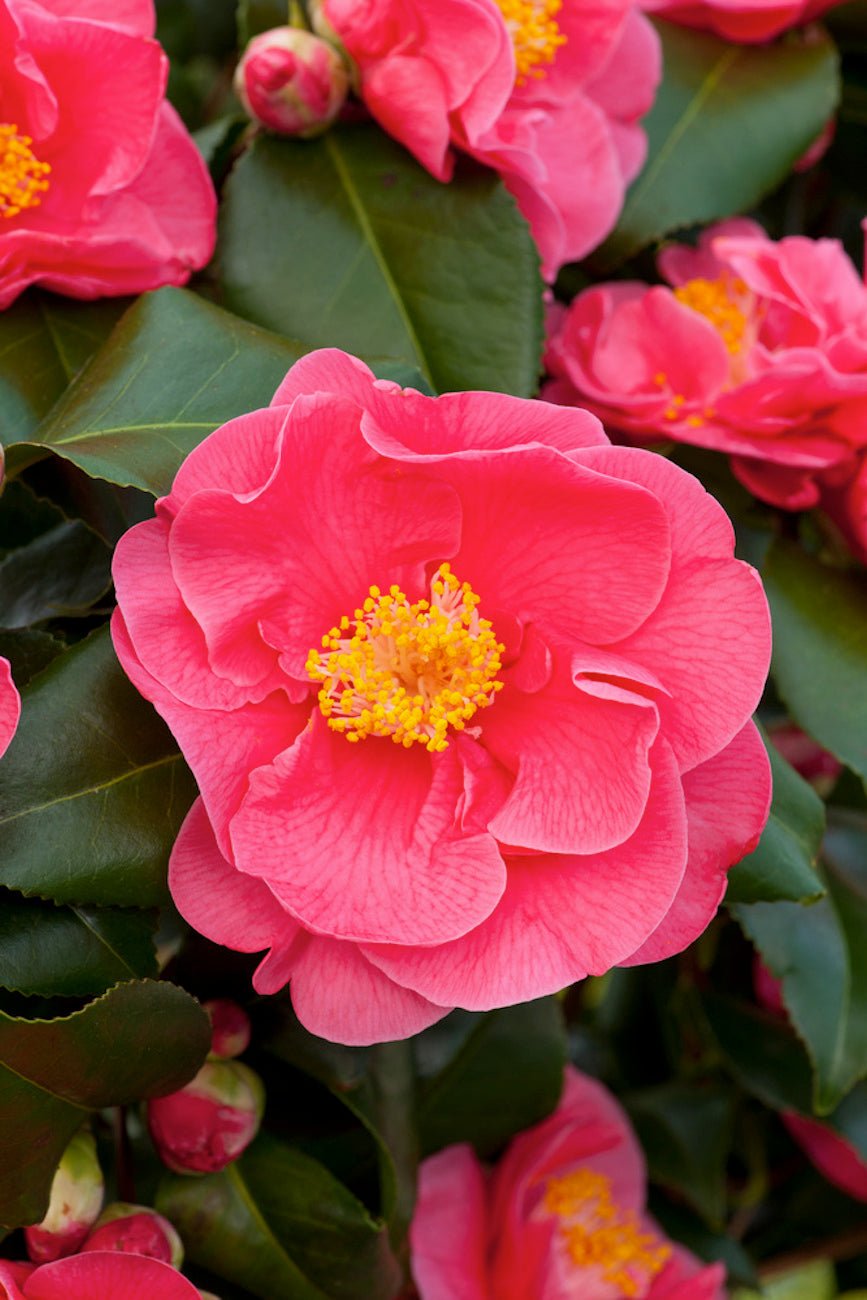 Lot De 2 Camélias Japonais Dr. King - Plantes D'Extérieur - Perfect Plant - The Bradery