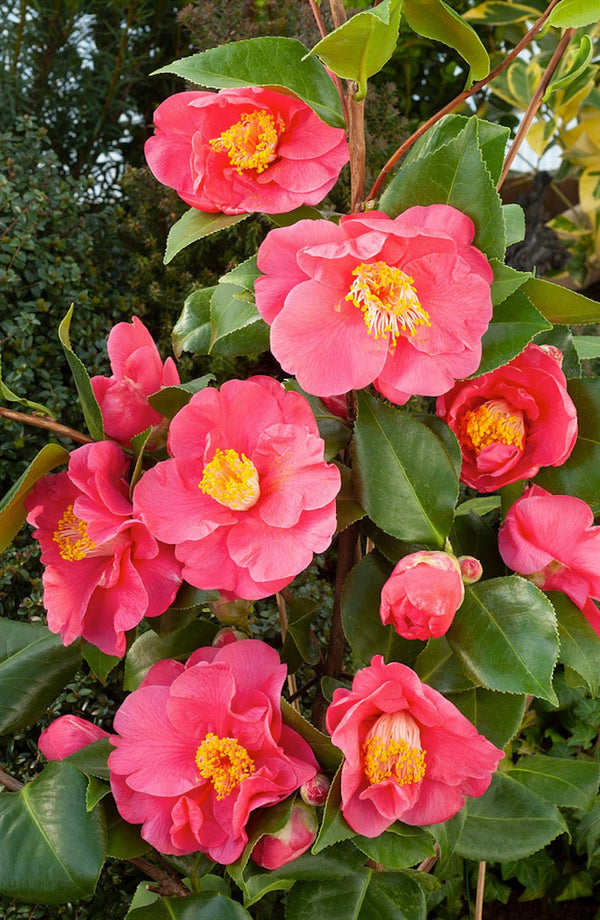 Lot De 2 Camélias Japonais Dr. King - Plantes D'Extérieur - Perfect Plant - The Bradery