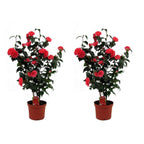 Lot De 2 Camélias Japonais XL Rouge - Plantes D'Extérieur - Perfect Plant - The Bradery