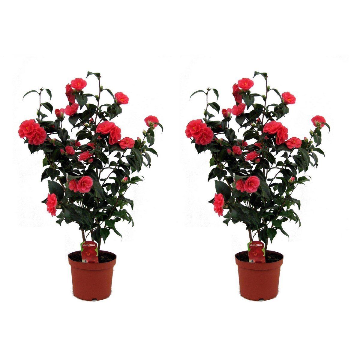 Lot De 2 Camélias Japonais XL Rouge - Plantes D'Extérieur - Perfect Plant - The Bradery