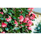 Lot De 2 Camélias Japonais XL Rouge - Plantes D'Extérieur - Perfect Plant - The Bradery