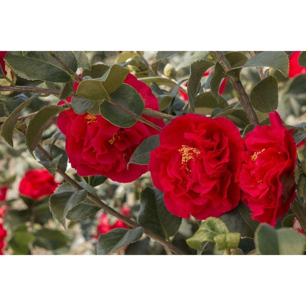 Lot De 2 Camélias Japonais XL Rouge - Plantes D'Extérieur - Perfect Plant - The Bradery