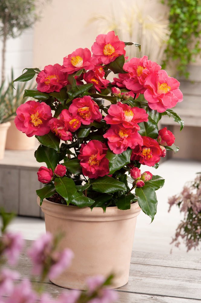 Lot De 2 Camélias Japonais XL Rouge - Plantes D'Extérieur - Perfect Plant - The Bradery