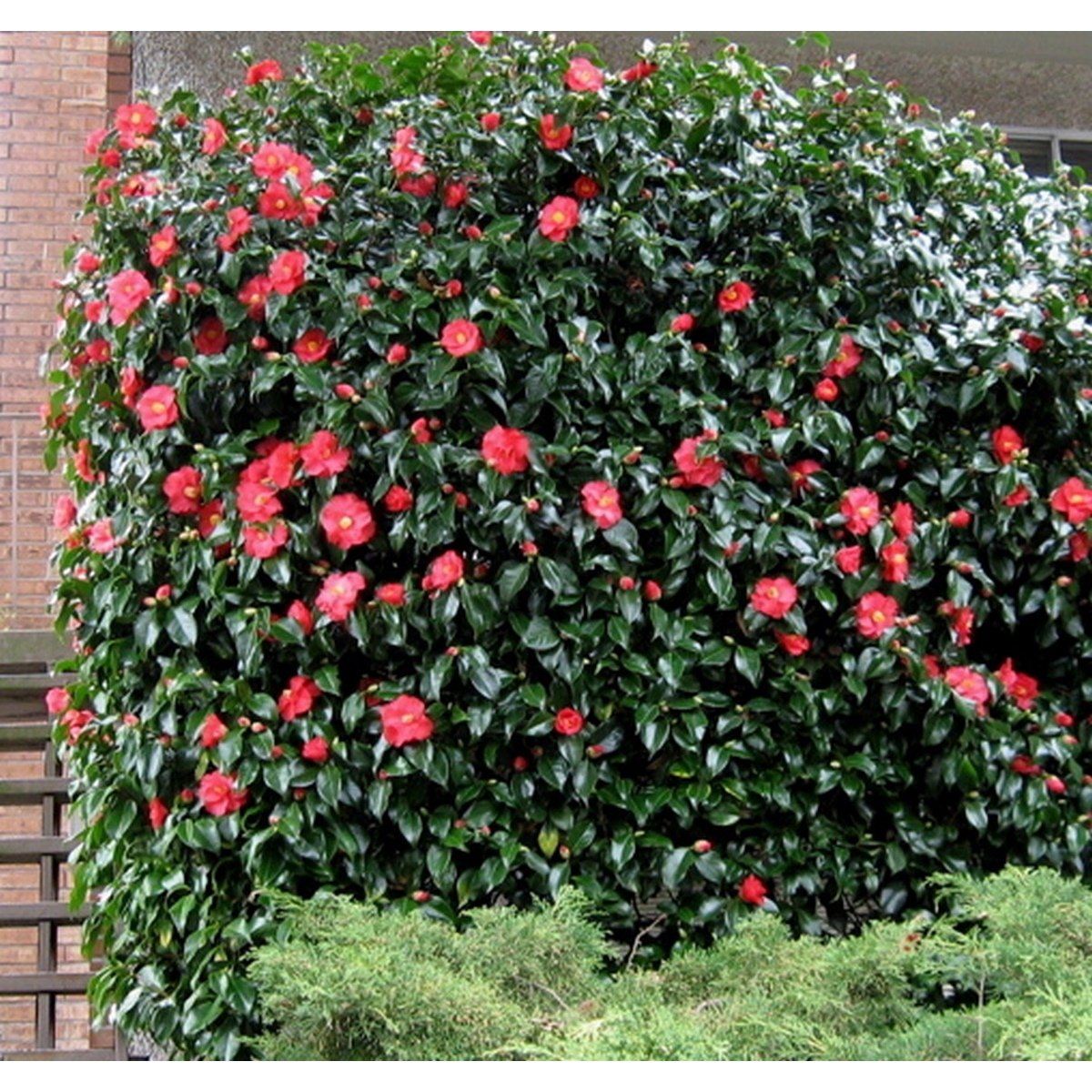 Lot De 2 Camélias Japonais XL Rouge - Plantes D'Extérieur - Perfect Plant - The Bradery