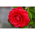 Lot De 2 Camélias Japonais XL Rouge - Plantes D'Extérieur - Perfect Plant - The Bradery