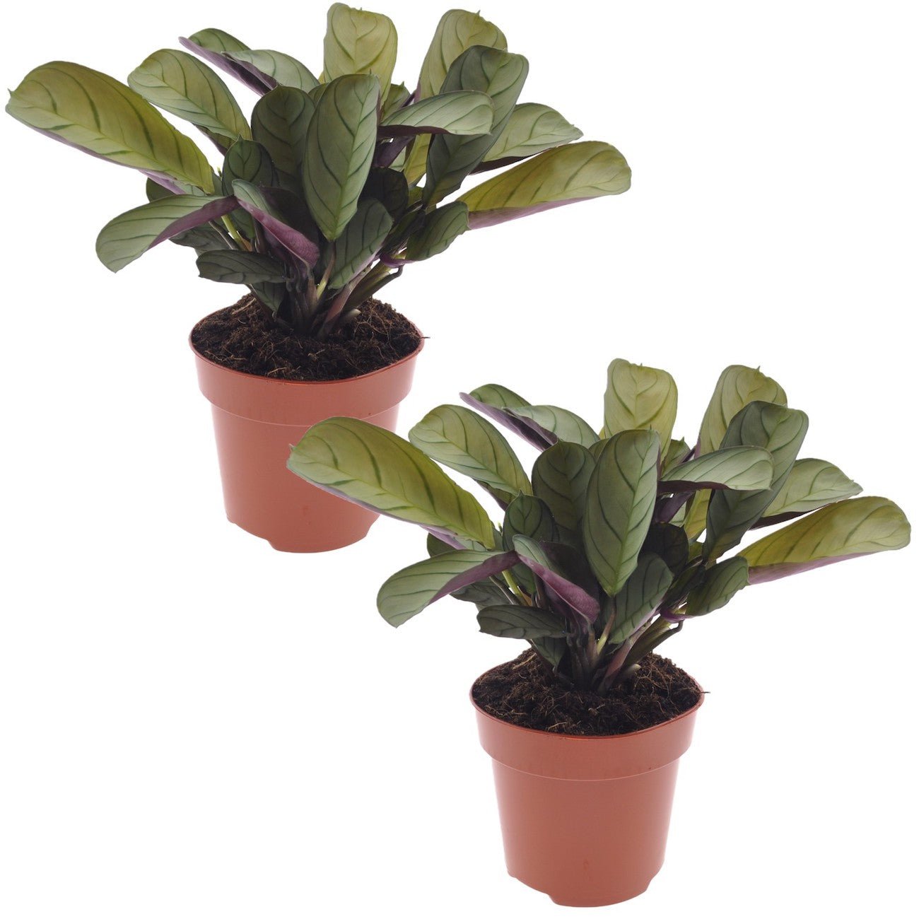 Lot De 2 Ctenanthe 'Amagris' - Plantes D'Intérieur - Perfect Plant - The Bradery