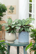 Lot De 2 Ctenanthe 'Amagris' - Plantes D'Intérieur - Perfect Plant - The Bradery