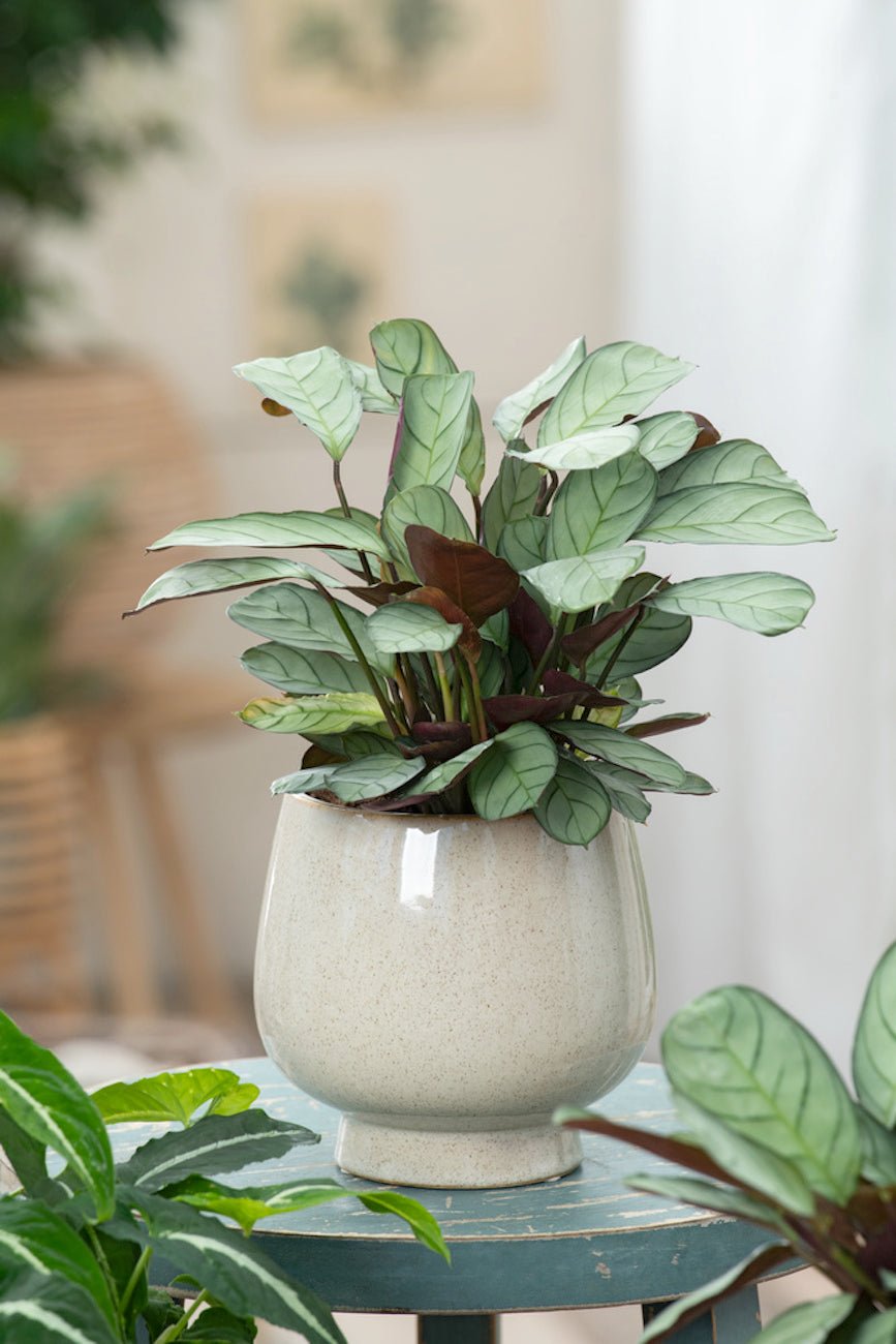 Lot De 2 Ctenanthe 'Amagris' - Plantes D'Intérieur - Perfect Plant - The Bradery